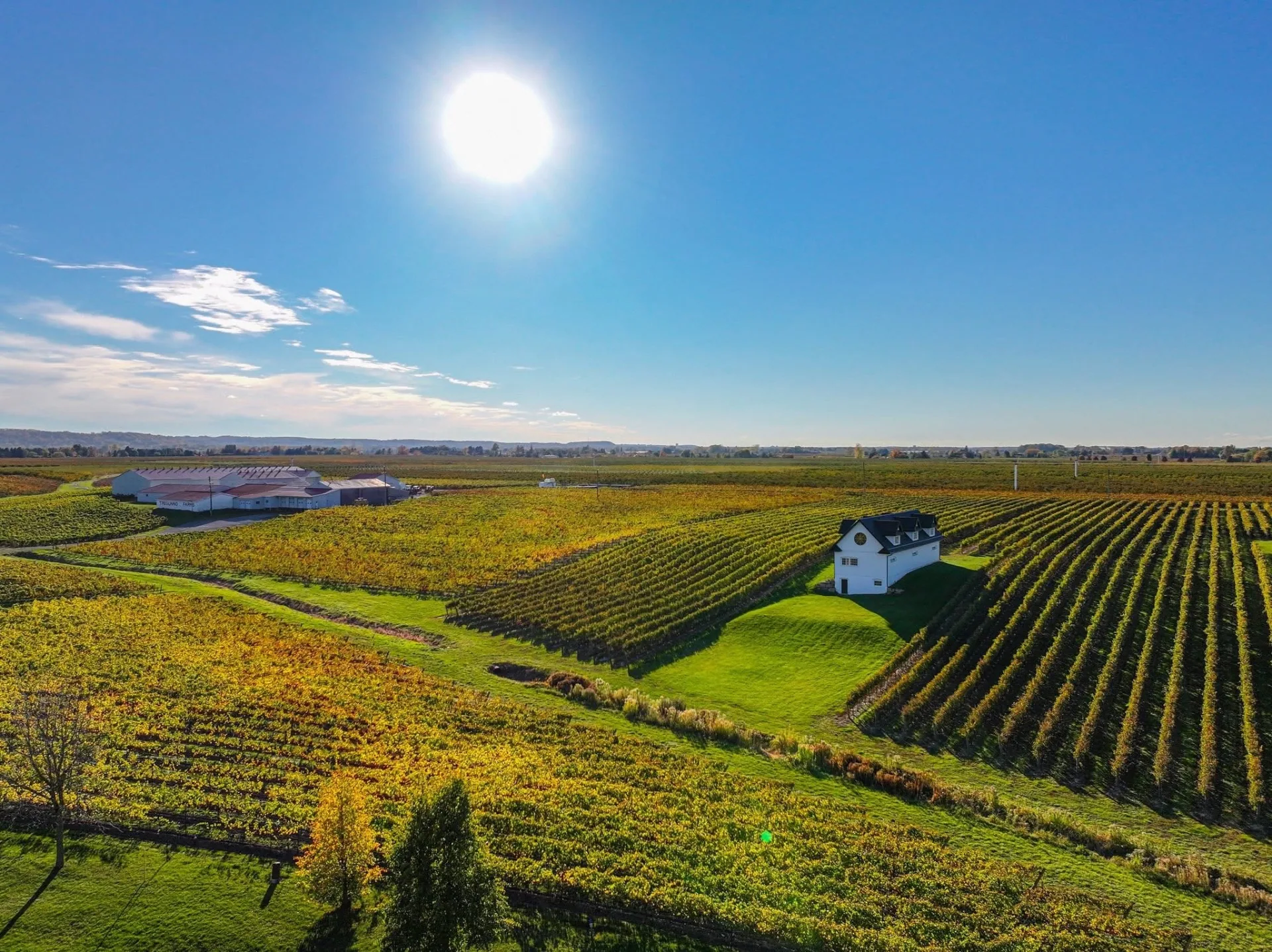 Niagara-on-the-Lake vineyards at dawn
